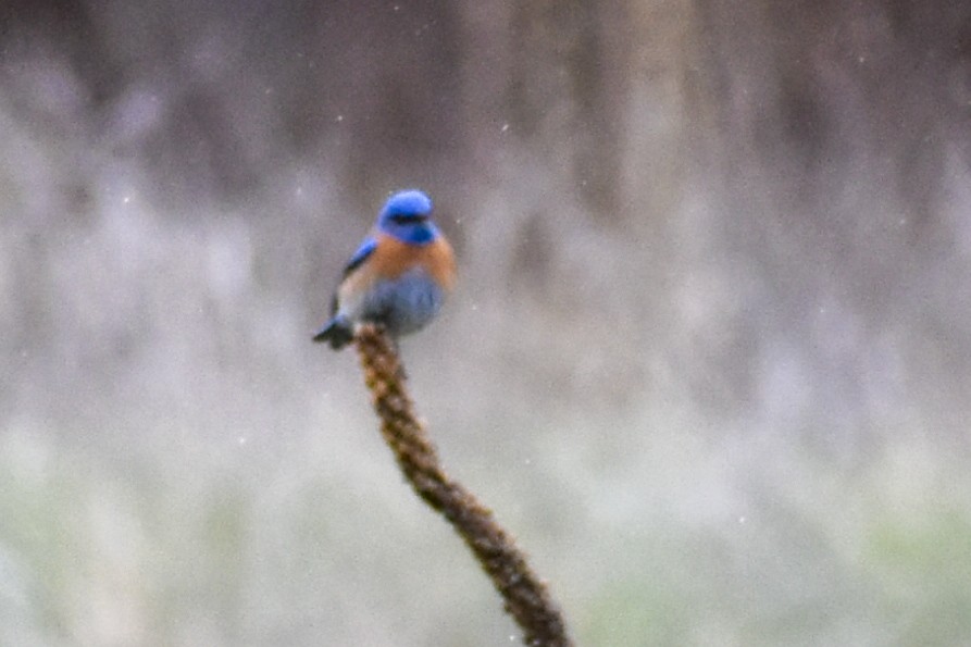 Western Bluebird - ML436093161