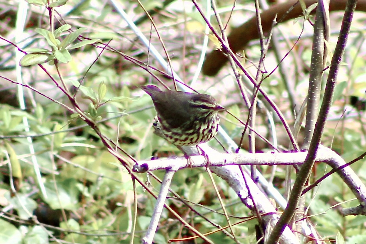 Northern Waterthrush - ML436093551