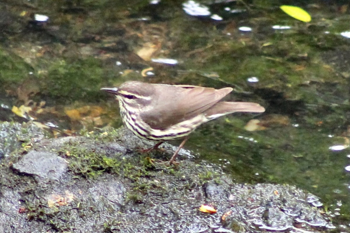 Northern Waterthrush - ML436093561