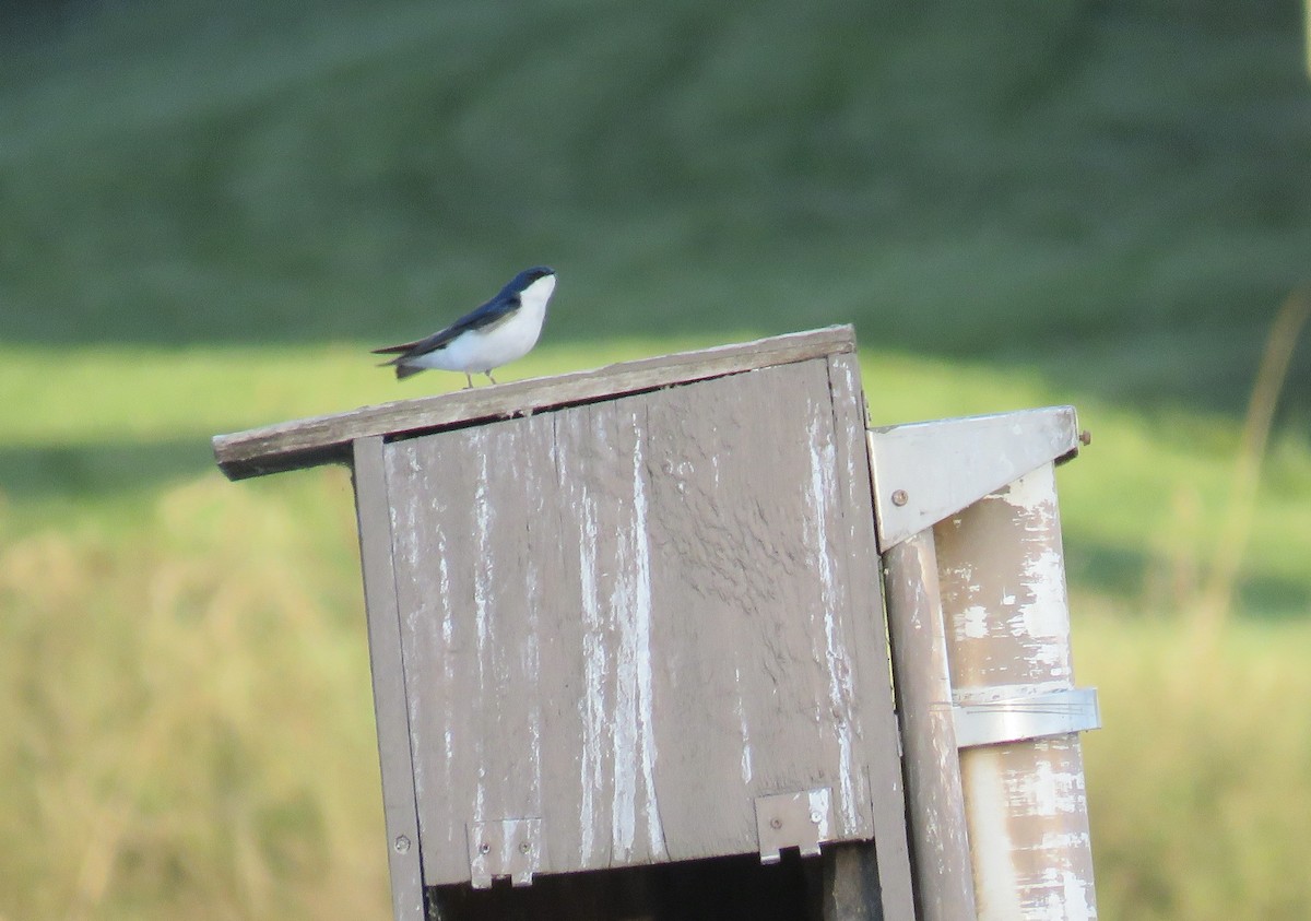 Golondrina Bicolor - ML436093931