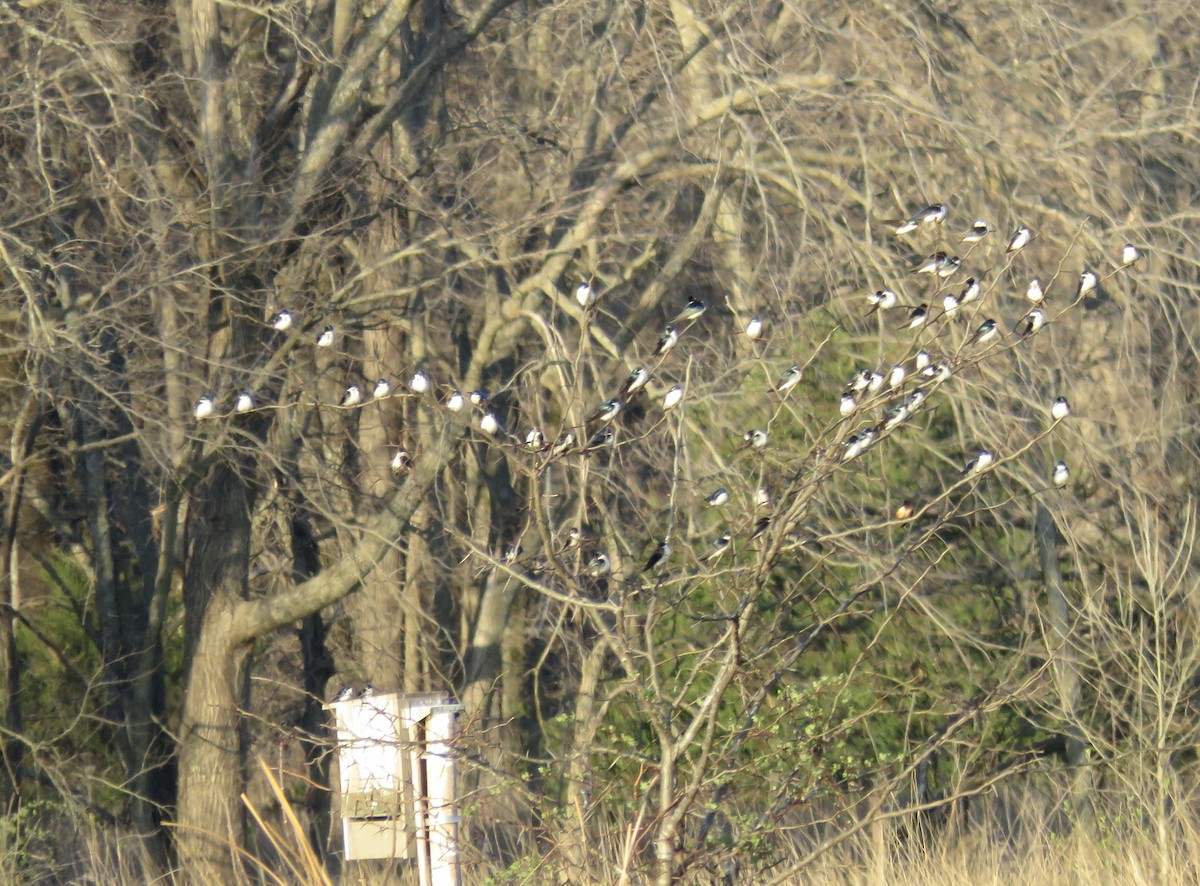 Tree Swallow - ML436093941