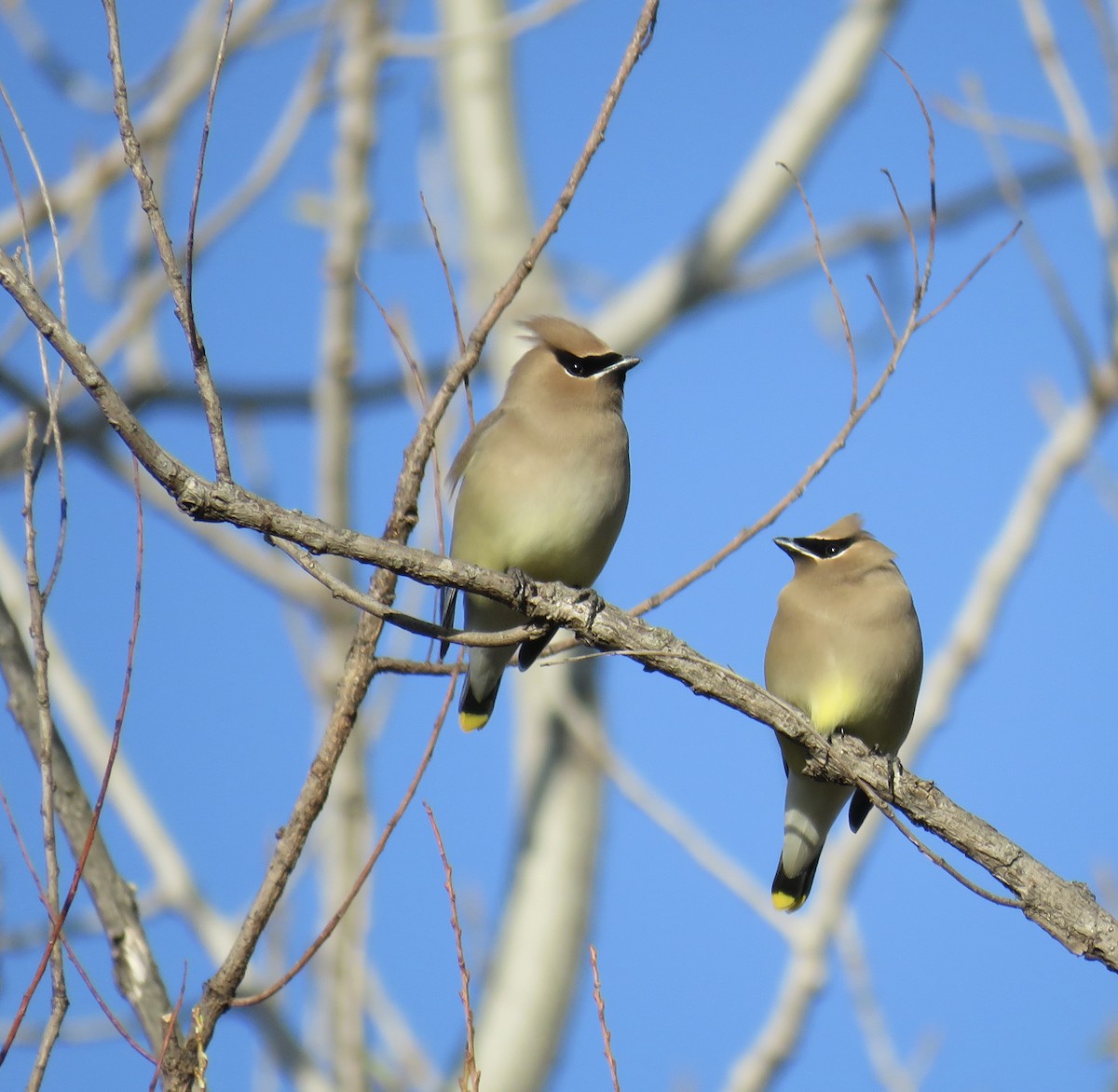 Cedar Waxwing - Ann Tanner