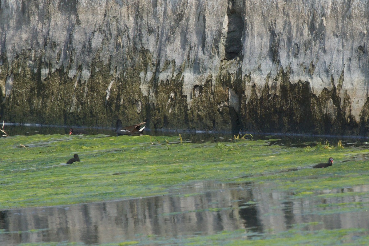 Eurasian Moorhen - ML436094091