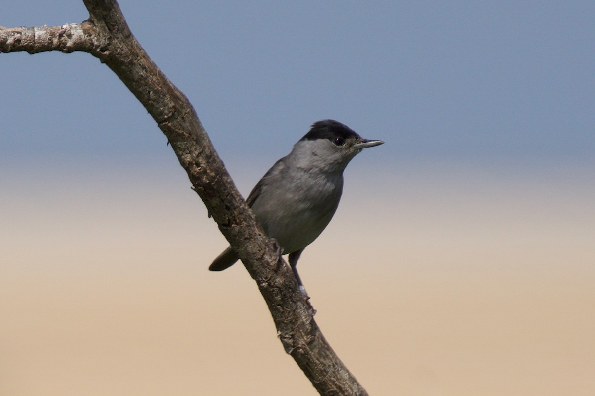 Eurasian Blackcap - ML436094161