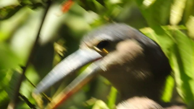 Boat-billed Heron - ML436094451