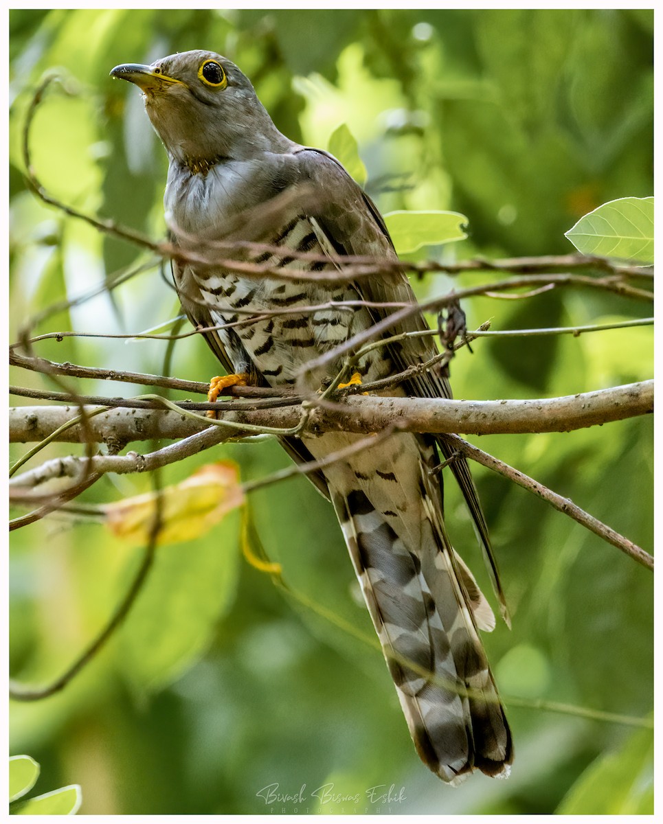 Indian Cuckoo - ML436096221
