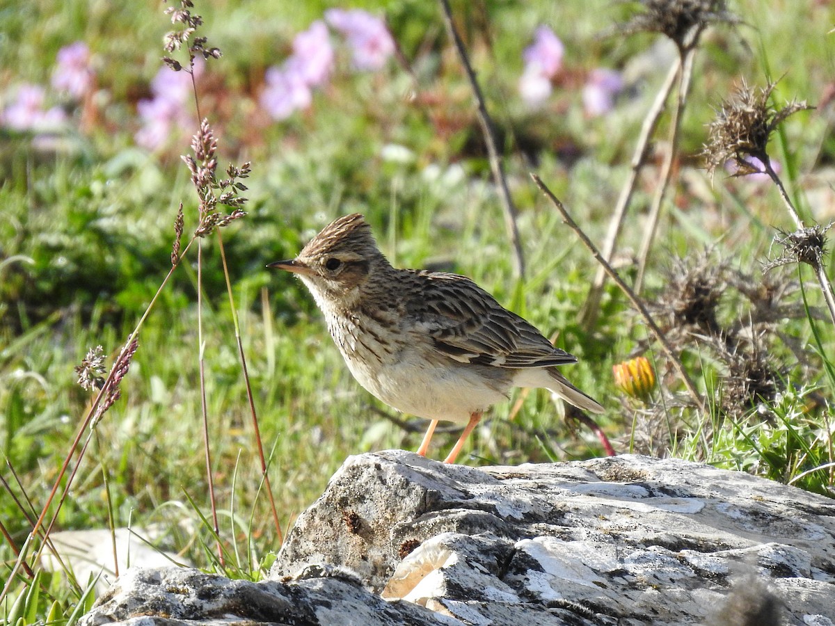 Wood Lark - Juan Diego Fernández