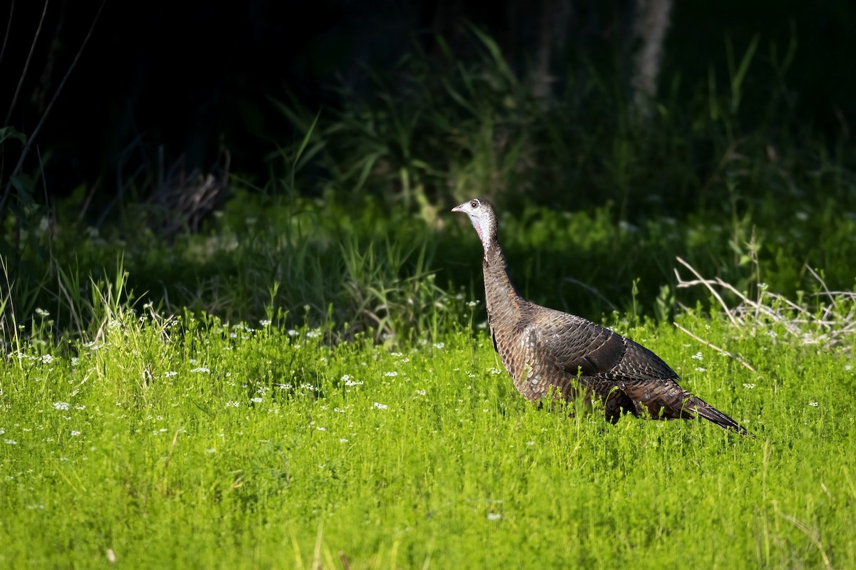 Wild Turkey - ML436098221