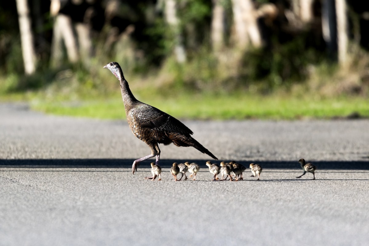 Wild Turkey - ML436098251