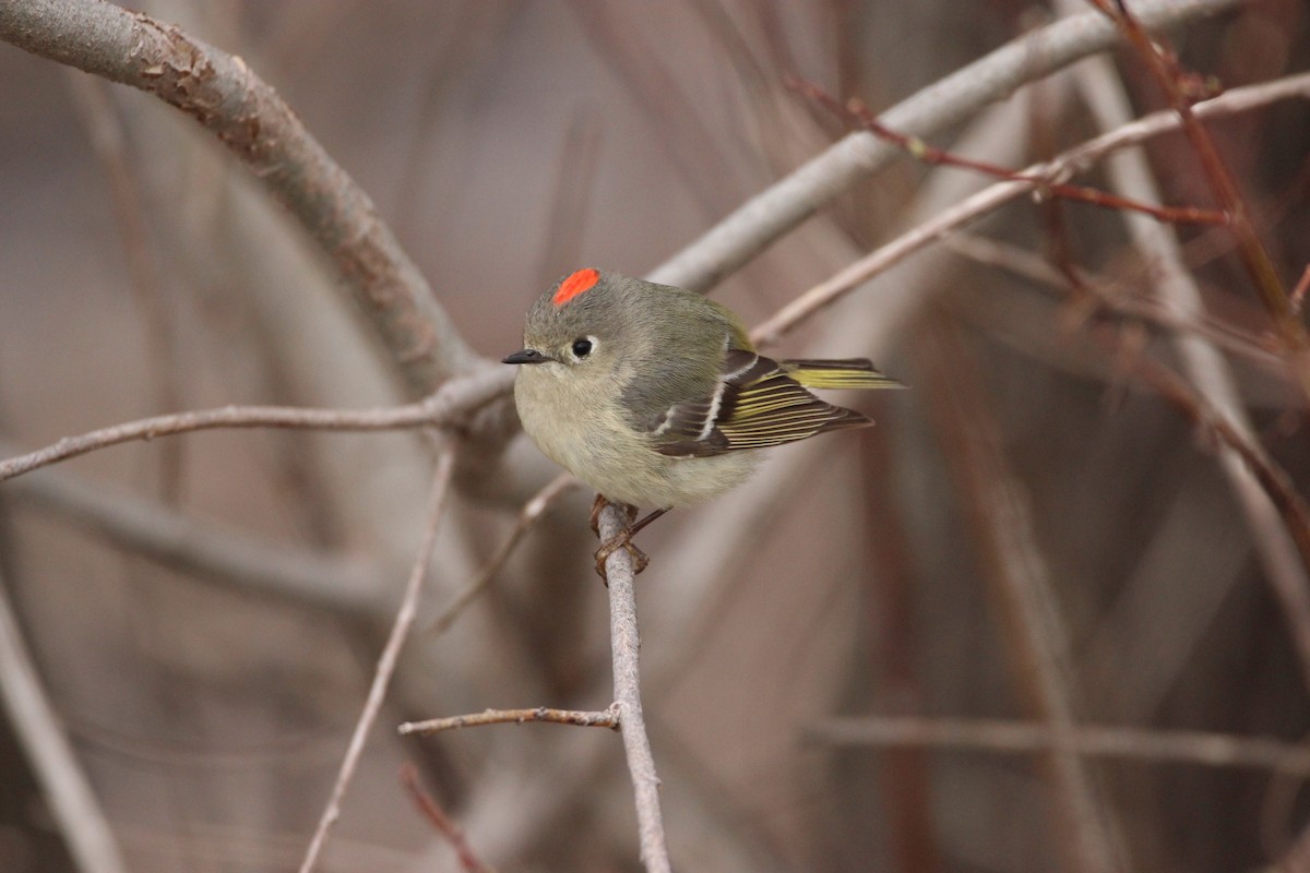 Ruby-crowned Kinglet - Abraham Bowring