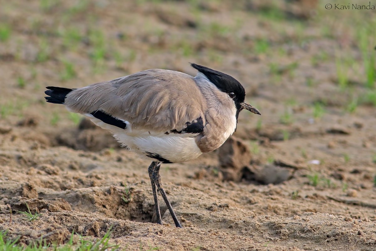 River Lapwing - Kavi Nanda
