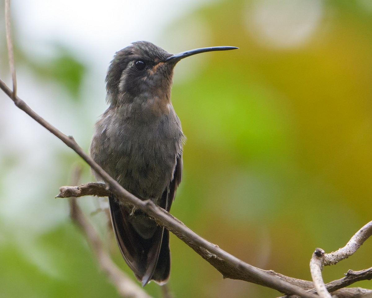 Amethyst-throated Mountain-gem - ML436099781