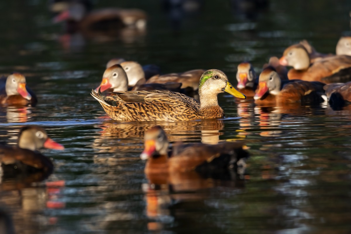 Mallard x Mottled Duck (hybrid) - ML436101951