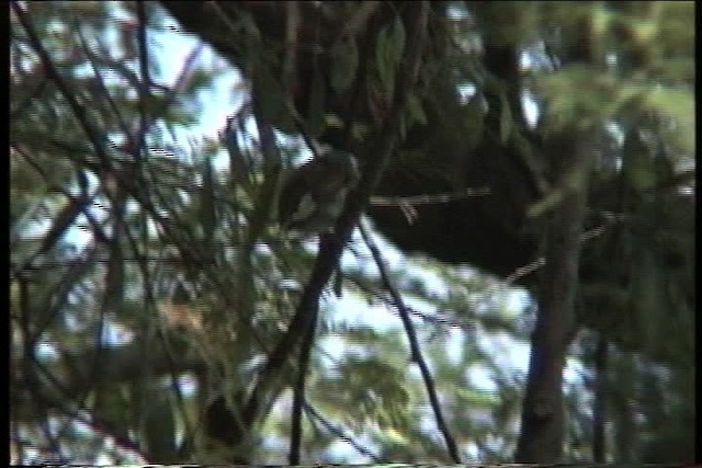 Lesser Honeyguide (Lesser) - ML436104