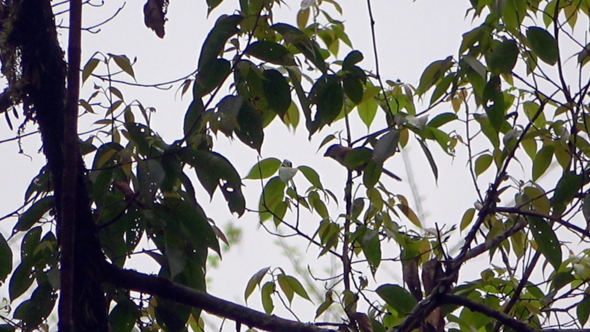 Gray-headed Parrotbill - Dipu Karuthedathu