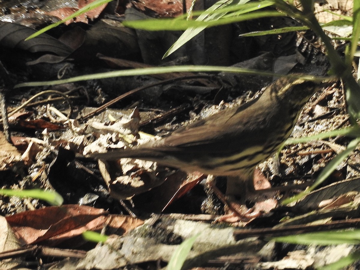 Northern Waterthrush - ML436105721