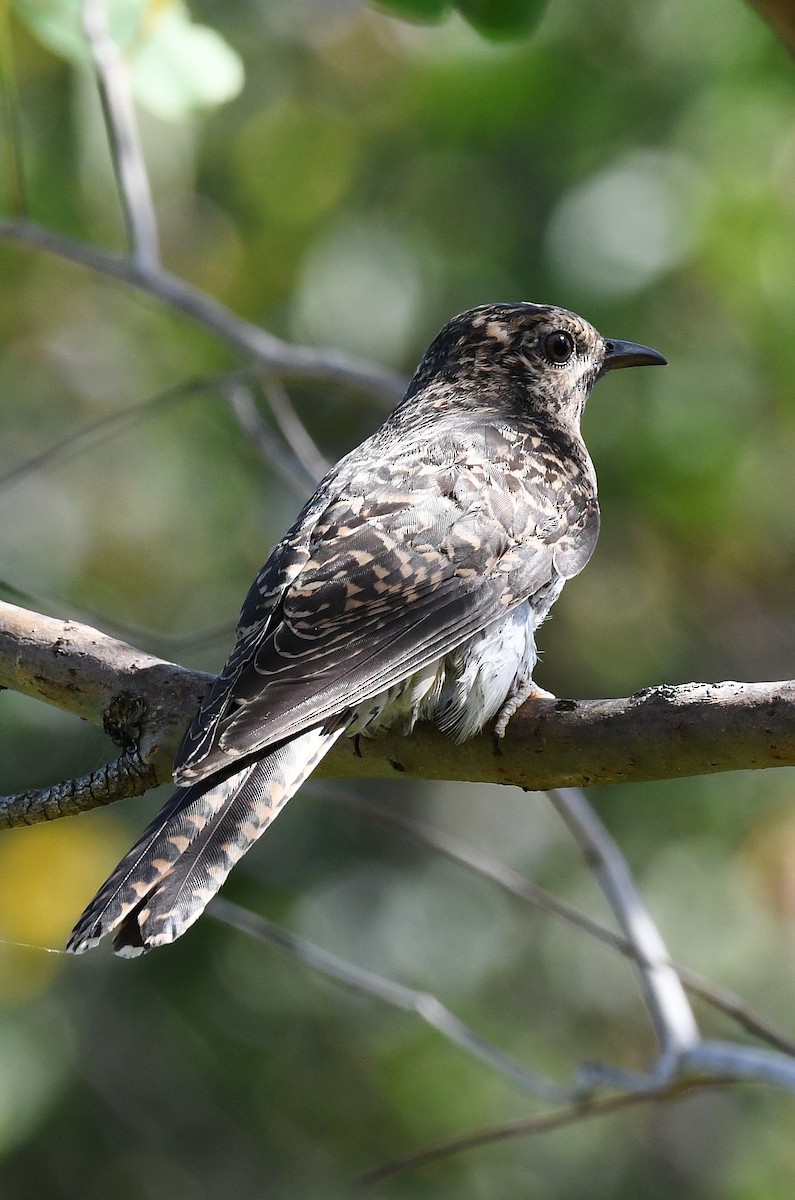 Brush Cuckoo - Terence Alexander