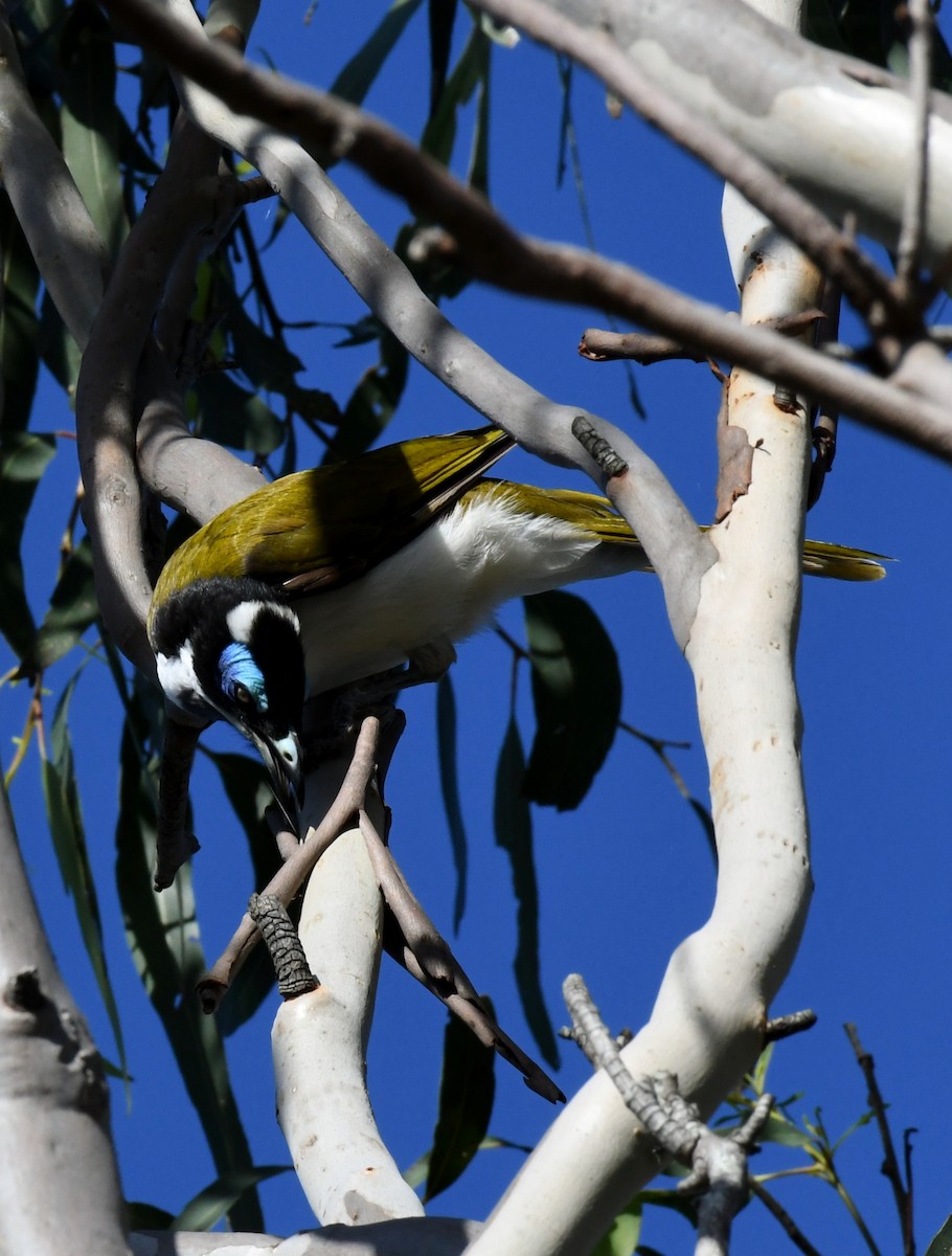 Blue-faced Honeyeater - ML43610871