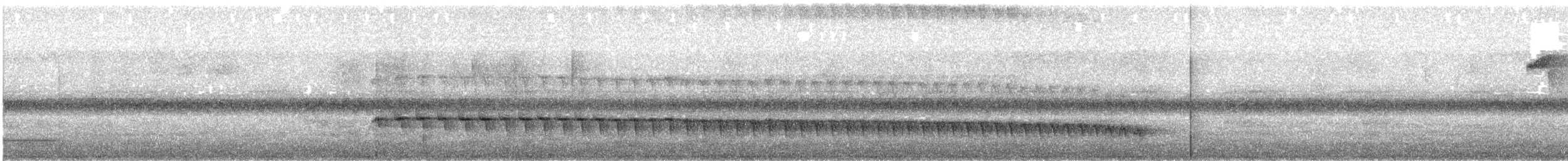 White-browed Antbird - ML436108811