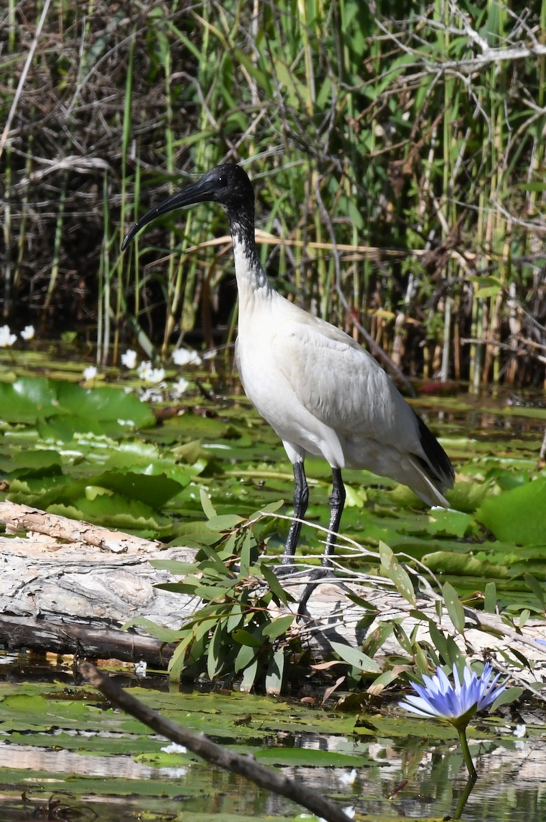 Ibis Moluqueño - ML43611021