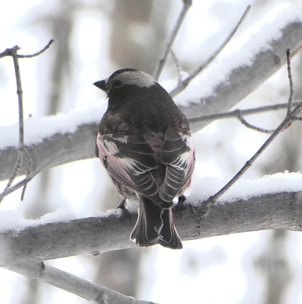 Black Rosy-Finch - ML436110251