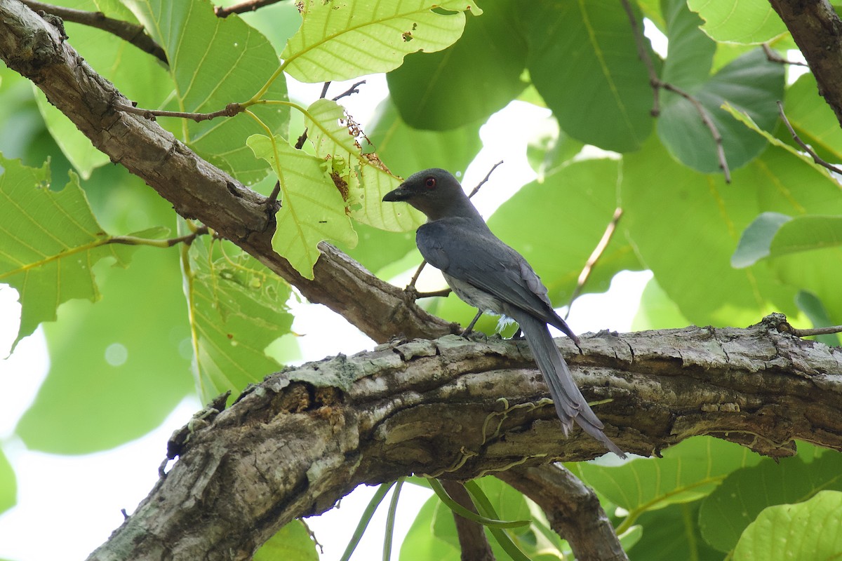 Ashy Drongo - sarawin Kreangpichitchai