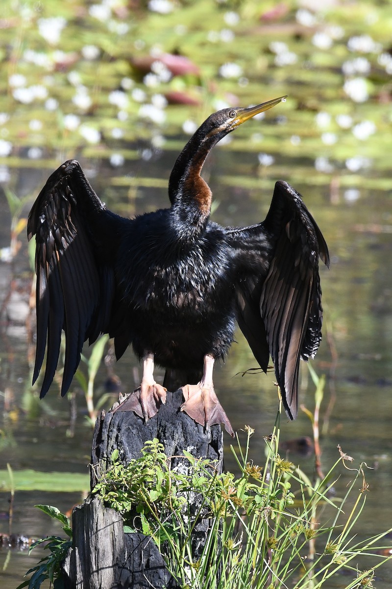 Austral-Schlangenhalsvogel - ML43611131