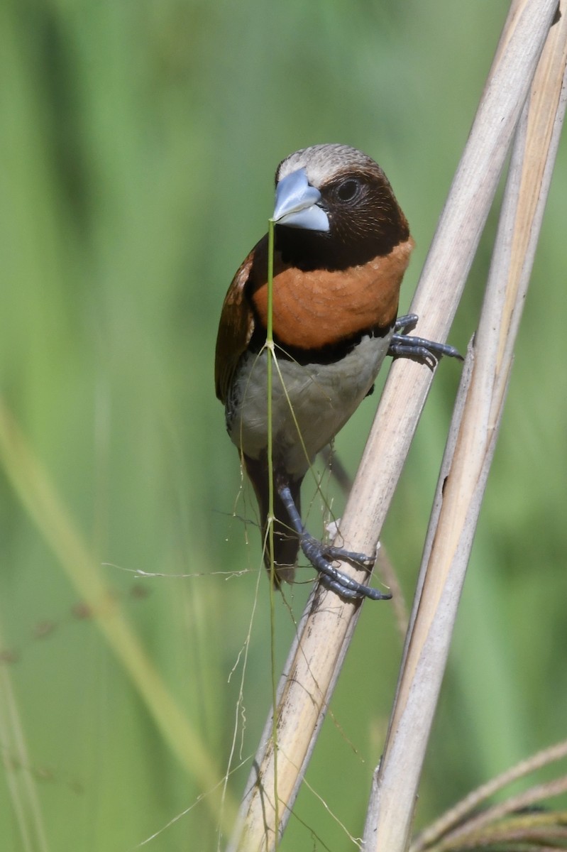 Chestnut-breasted Munia - ML43611261