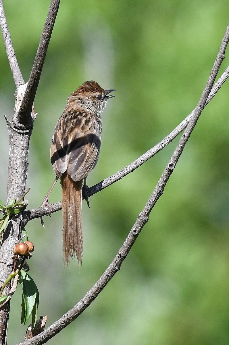 Tawny Grassbird - ML43611351