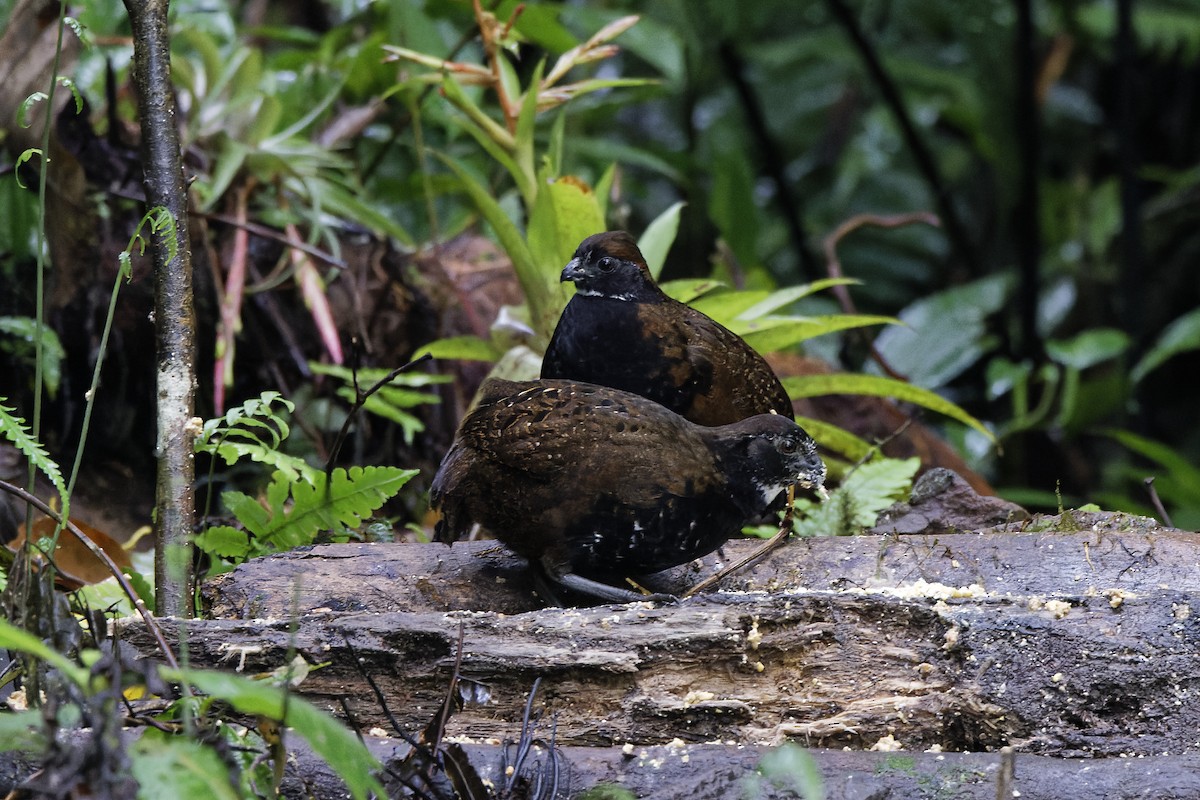 Black-breasted Wood-Quail - ML436115701
