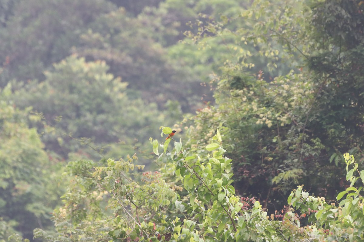 Orange Minivet - ML436115811