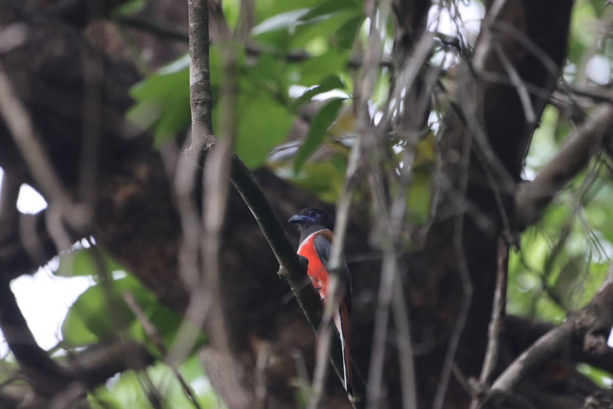 trogon indický - ML436115861