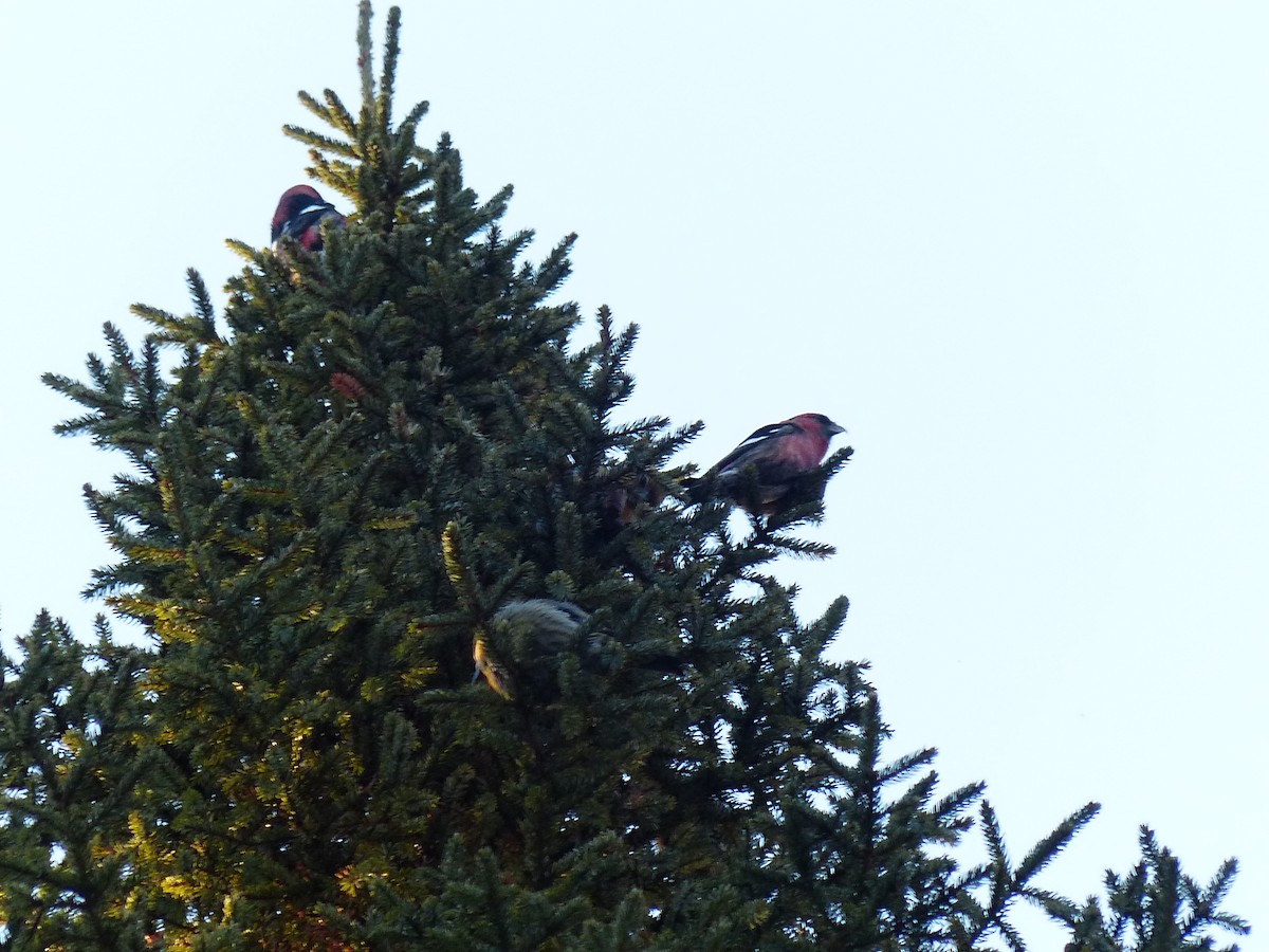 White-winged Crossbill - ML436115931