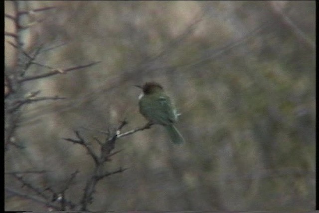 Somali Bee-eater - ML436116