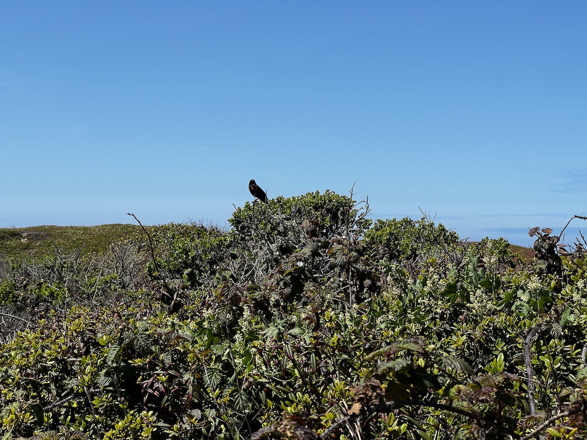 Red-winged Blackbird (California Bicolored) - ML436116331