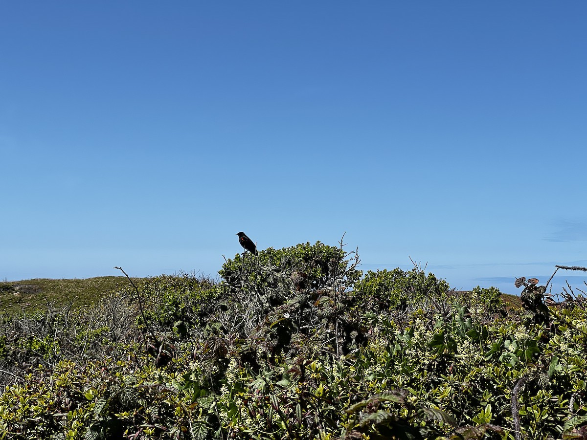 Red-winged Blackbird (California Bicolored) - ML436116601