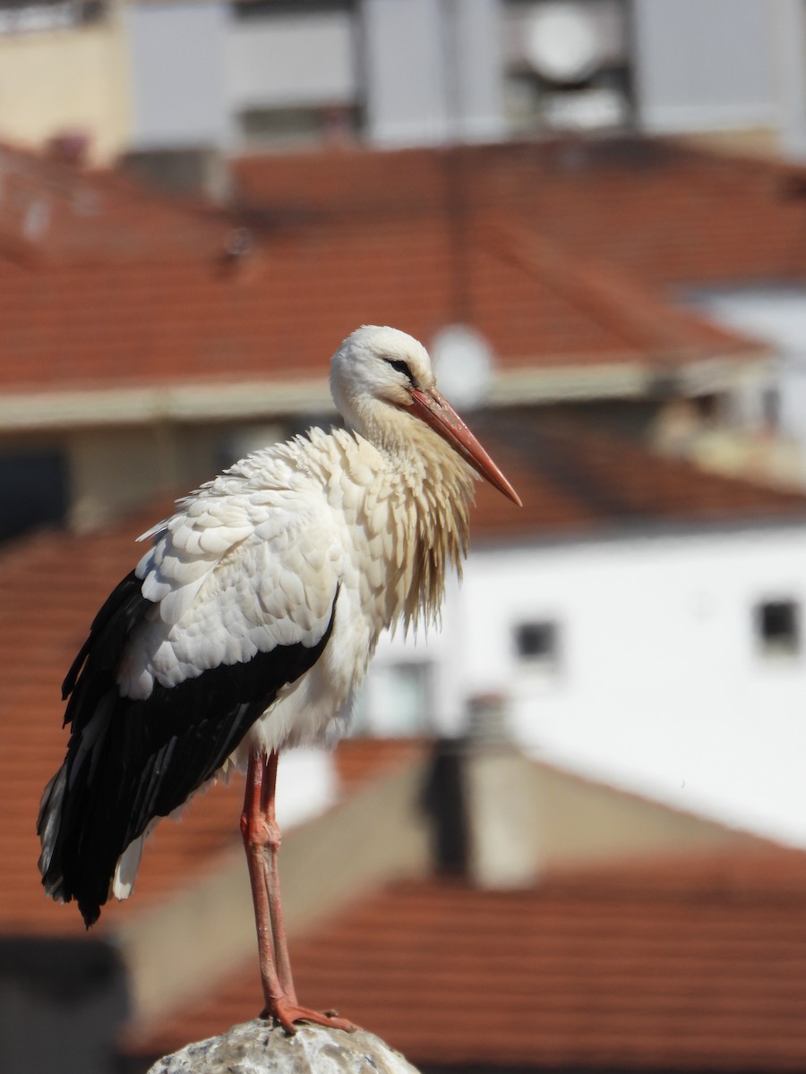 White Stork - ML436117321