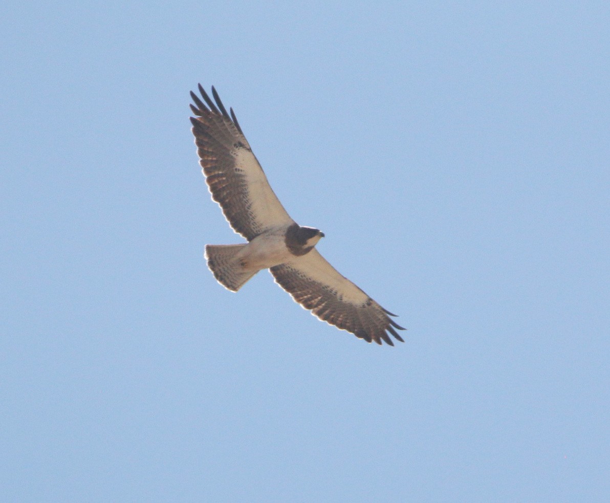 Swainson's Hawk - Joseph Cepeda