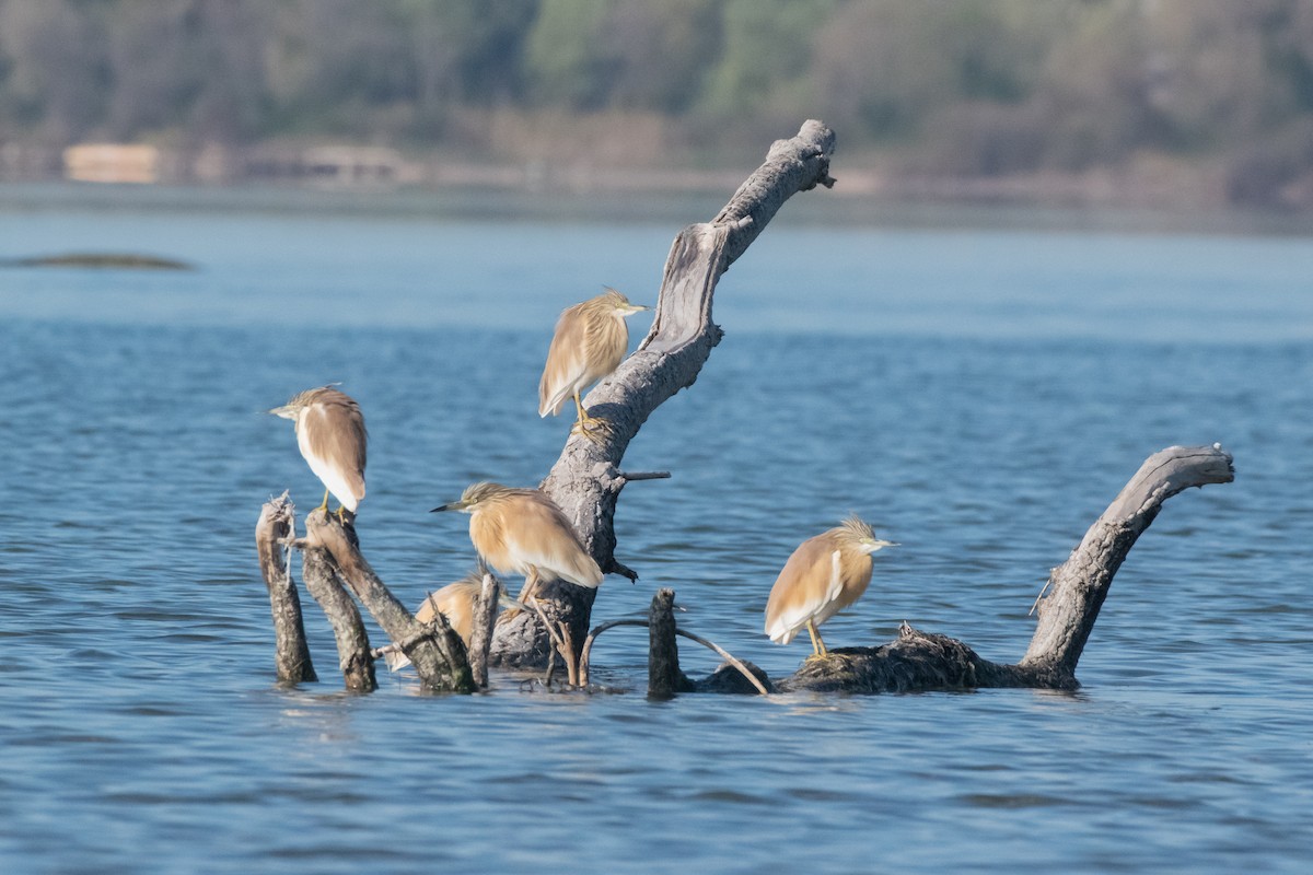 Squacco Heron - Filip Reiter