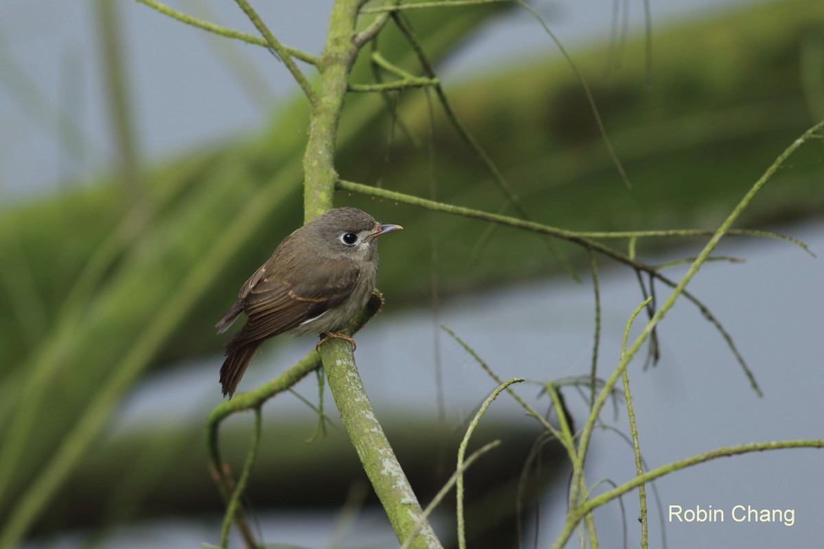 Brown-breasted Flycatcher - ML43612131