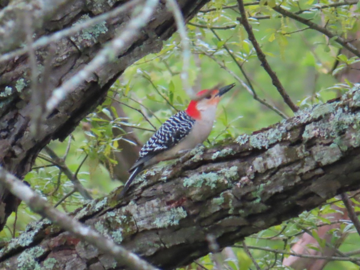 Red-bellied Woodpecker - ML436121981