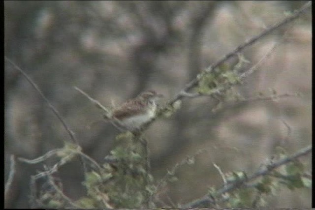 Fawn-colored Lark (Fawn-colored) - ML436122