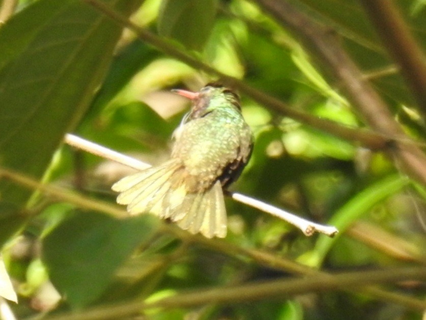 kolibřík zlatoocasý - ML436123351