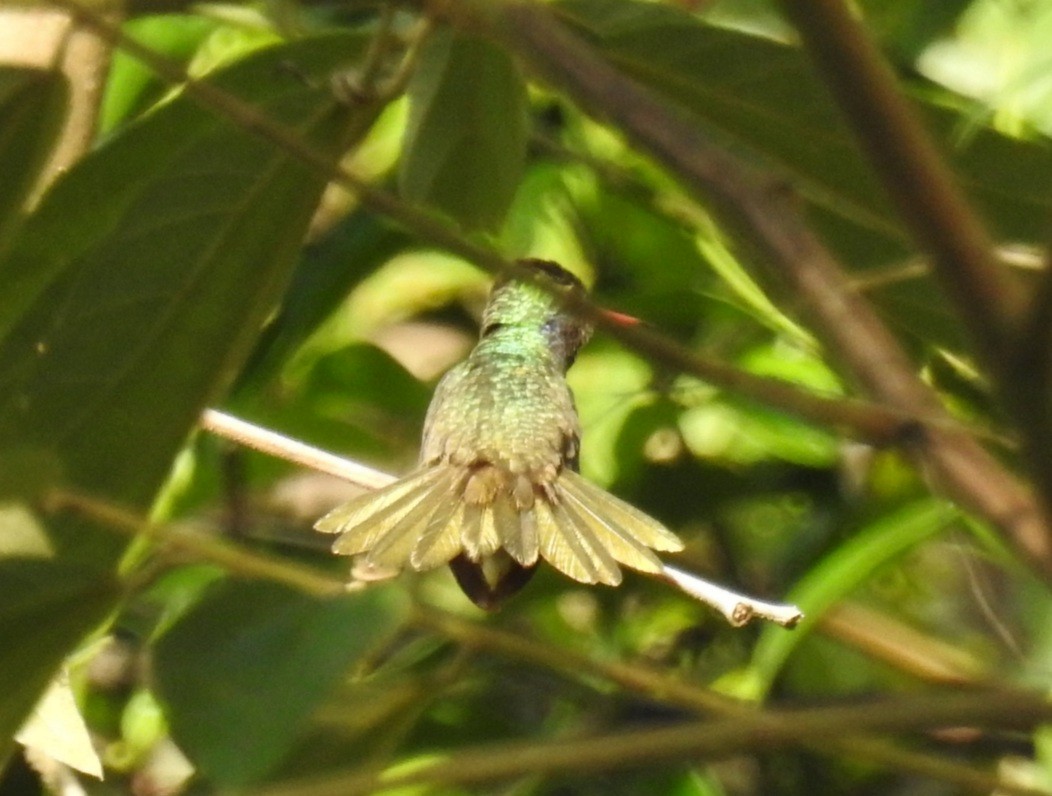 kolibřík zlatoocasý - ML436123371