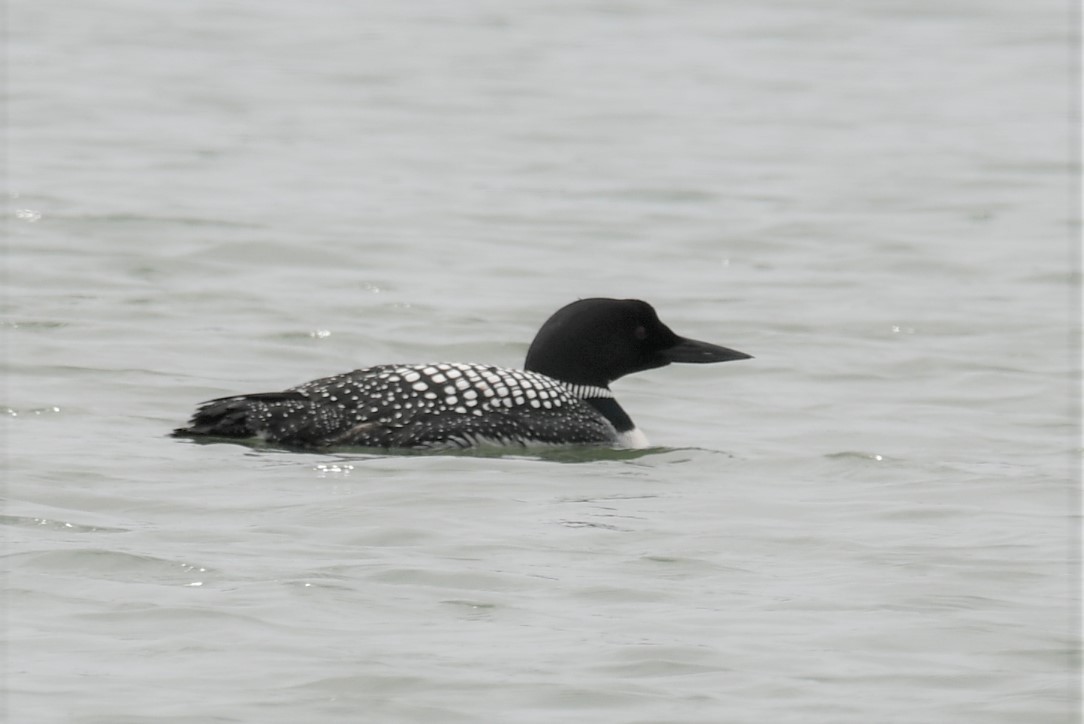 Common Loon - Debra Miyamoto