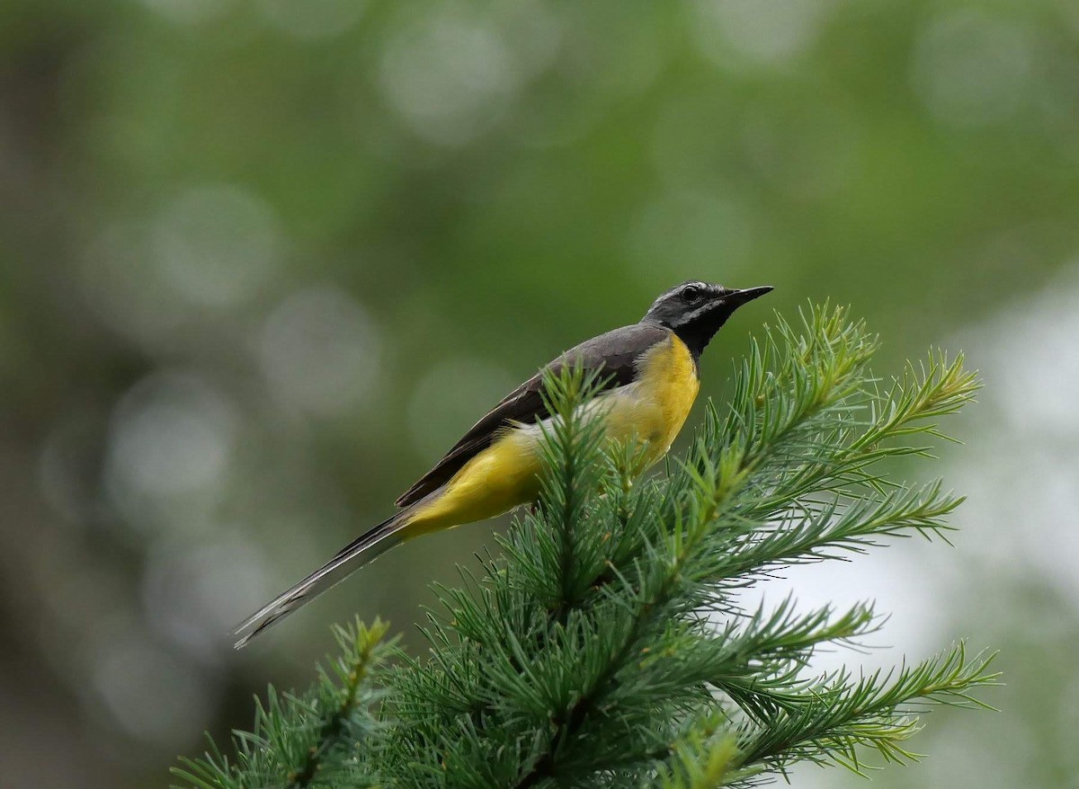 Gray Wagtail - Anonymous