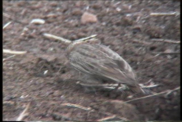 Fischer's Sparrow-Lark - ML436127