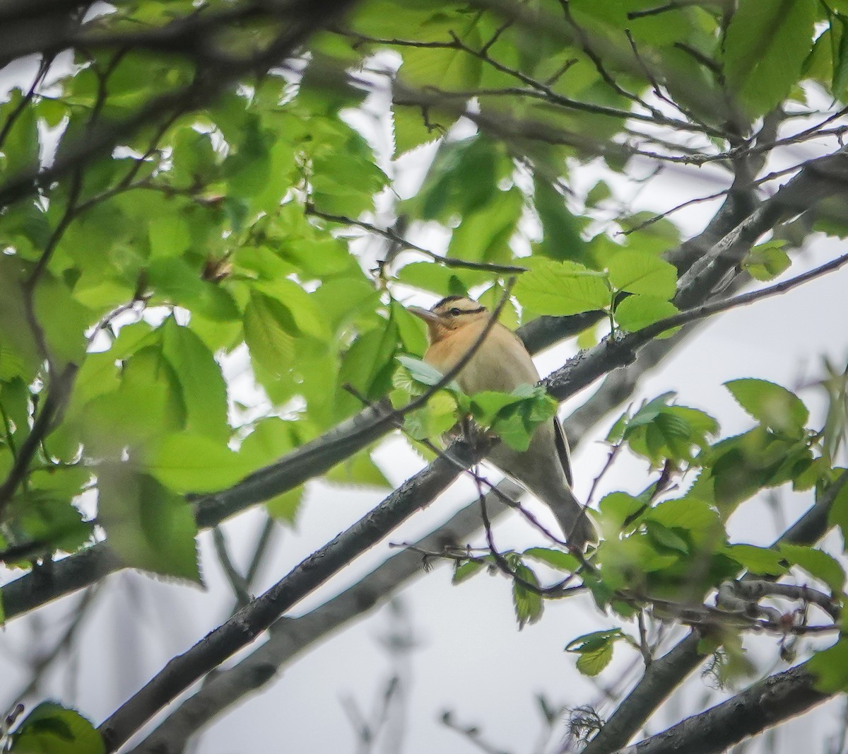 Worm-eating Warbler - ML436127491