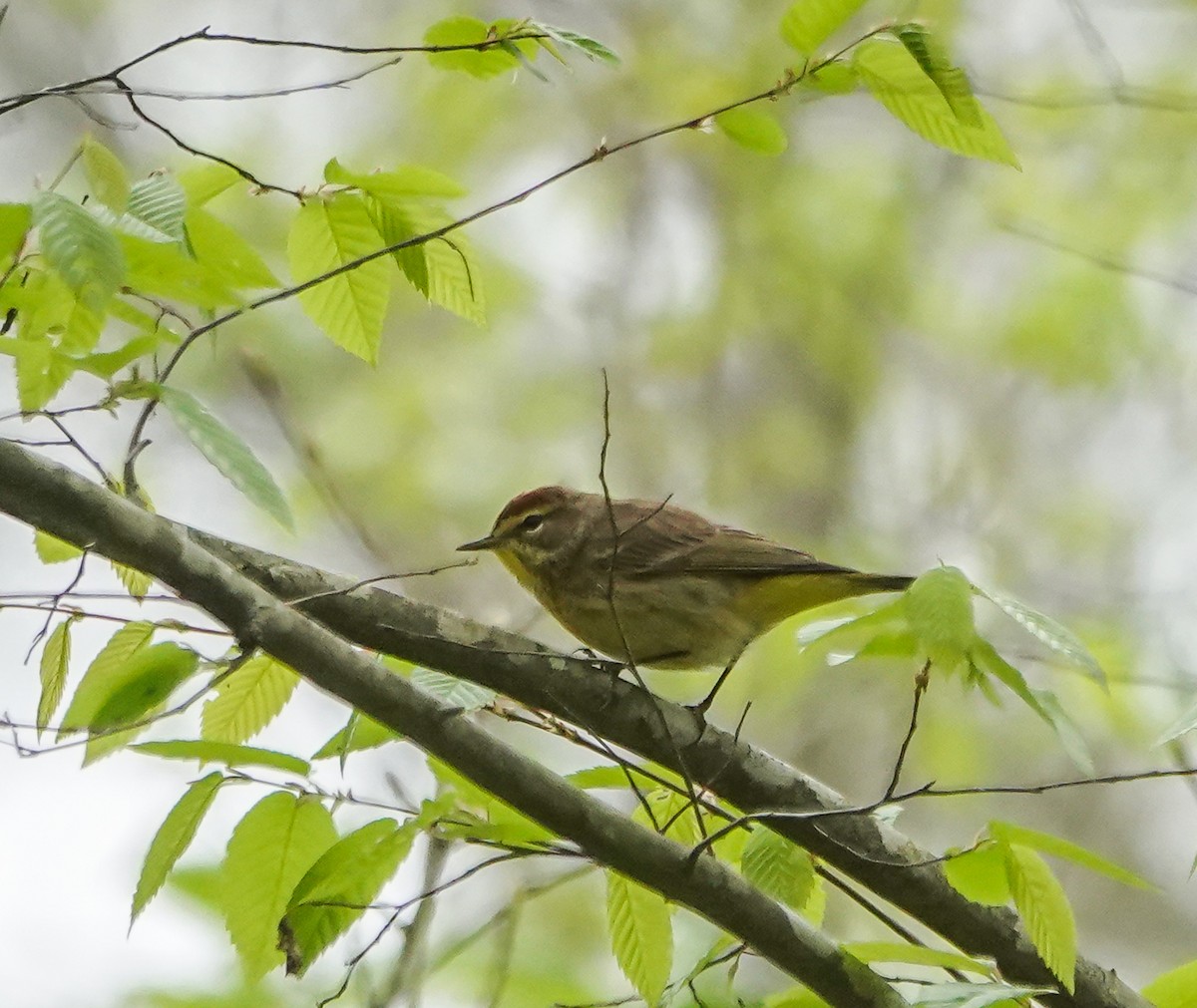 Palm Warbler - ML436127541