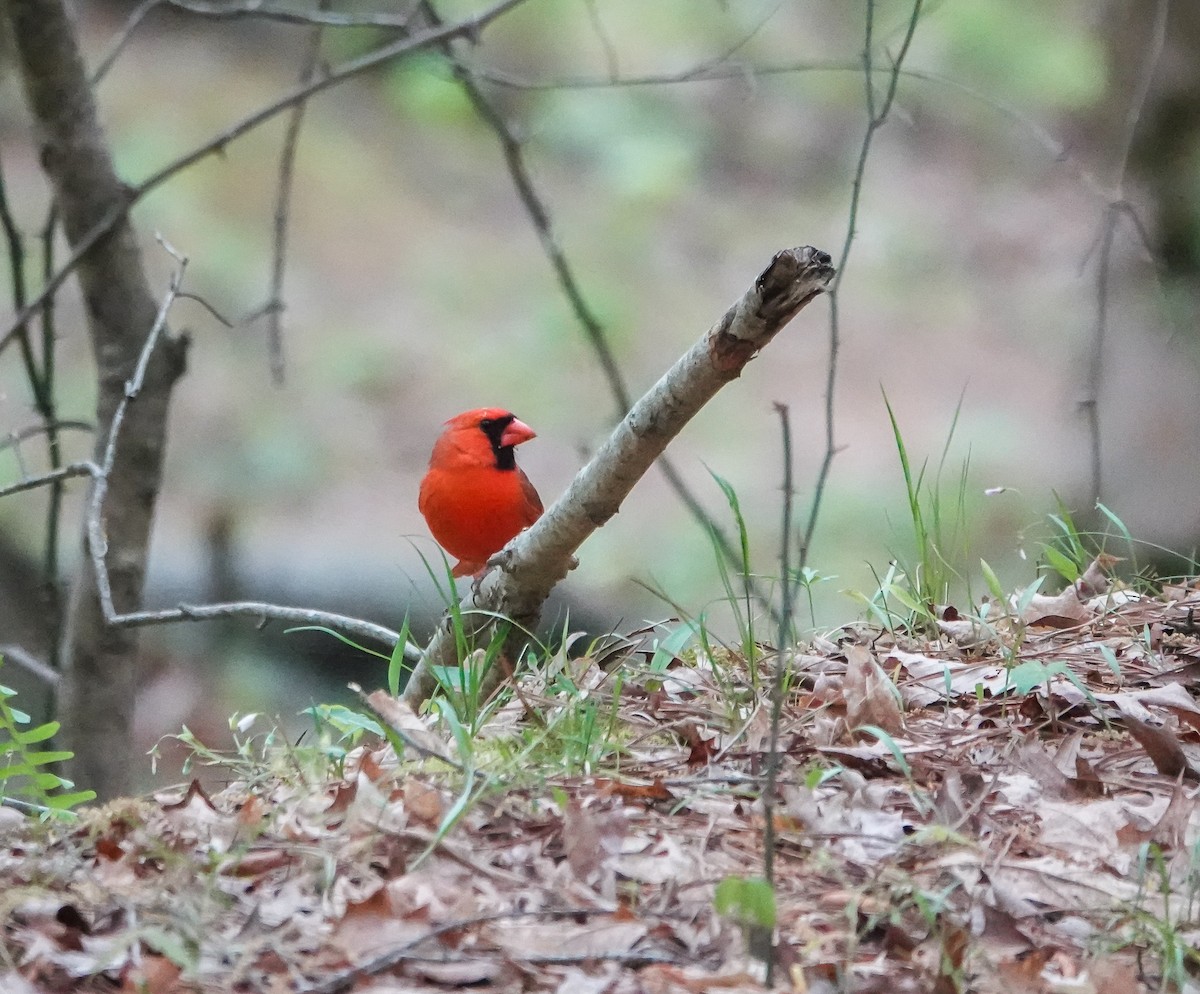 Northern Cardinal - ML436127581